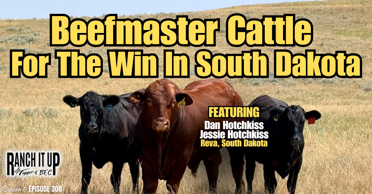 Beefmaster Cattle For The Win In South Dakota