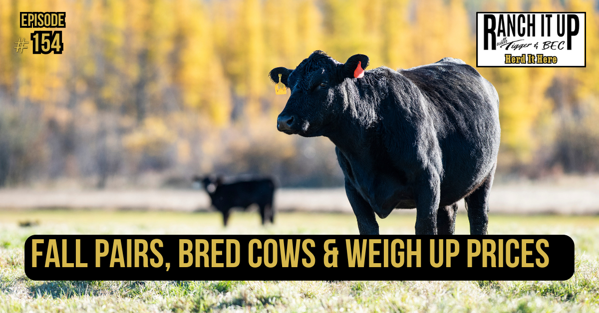 Fall Pairs, Bred Cows & Weigh Up Prices