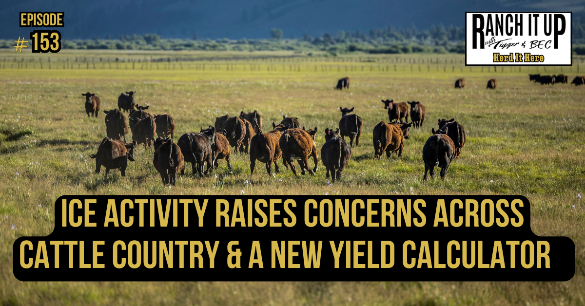 ICE Activity Raises Concerns Across Cattle Country & A New Yield Calculator