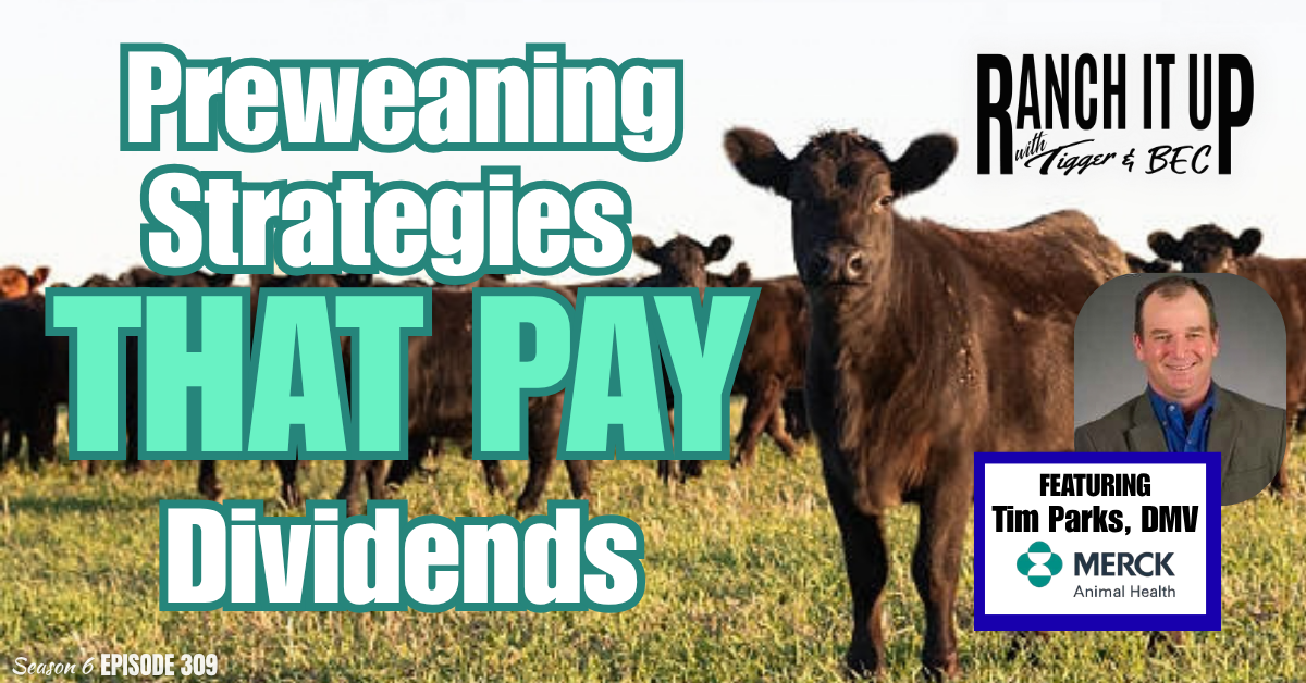 Preweaning Strategies That Pay Dividends