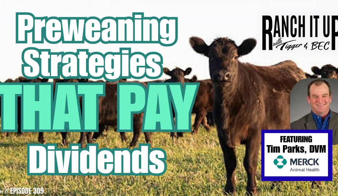Preweaning Strategies That Pay Dividends