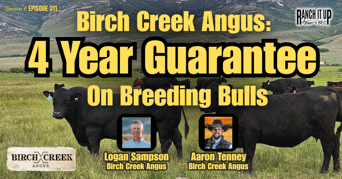 Birch Creek Angus: Home Of The 4 Year Guarantee On Breeding Bulls